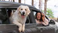 Pet Care: छोटी सी लापरवाही गाड़ी में बंद जानवर की ले सकती है जान, उनकी सुरक्षा के लिए इस बात का रखें ध्यान