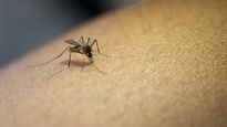 Delhi Dengue Cases: दिल्ली में मिला डेंगू का खतरनाक स्ट्रेन DENV-2, ये है लक्षण और बचाव के तरीके 