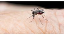 Myths vs Facts:  Dengue का मच्‍छर सिर्फ दिन में काटते हैं?  ये हैं इस बीमारी से जुड़े 5 मिथक