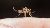 Dengue Safety Precautions: ऑफिस में डेंगू से बचाव के लिए क्या करें और न करें, इन बातों का रखें ध्‍यान 