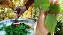 Belpatra Ke Upay: सावन महीने में जल्दी से कर लें बेलपत्र के ये उपाय, मिलेगा संतान सुख, होगी पैसों की बरसात