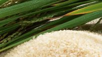 Rice for Diabetes : डायबिटीज में चावल खाने से लगता है डर? असम के इस स्‍पेशल चावल को खाने से नहीं बढ़ेगा शुगर 