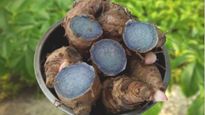 Black turmeric benefits: सांप या बिच्‍छू काटने पर मरहम का काम करती है काली हल्‍दी, जानें इसे खाने के 5 फायदे 