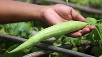 Snake Gourd Benefits:  सांप जैसी दिखने वाली यह सब्जी, शरीर से सारी गंदगी को चूसकर बाहर निकाल फेंक देगी  
