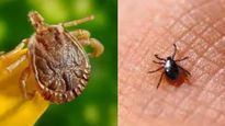 Scrub Typhus: हिमाचल में स्‍क्रब टाइफस से हुई 2 मौत, जानें इस रहस्‍यमयी बीमारी के लक्षण और बचाव के तरीके 