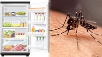 Dengue Fever : फ्रिज में भी  पनप सकते हैं डेंगू के मच्छर, जानें कैसे पड़ सकते हैं आप बीमार! 