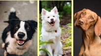 Dog in Astrology: राहु-केतु से जुड़ा है कुत्ता, इन्हें पालना शुभ या अशुभ? 