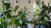 Outdoor Plants : बिना टेंशन के कहीं भी रखें ये पौधे,  बिना सनलाइट भी कभी मुरझाएंगें नहीं ये प्‍लांट   