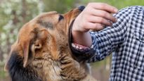 World Rabies Day : रेबीज होने पर शरीर पर कैसे होता है असर, जानें लक्षण और बचाव के तरीके 