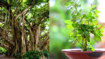 Pitru Paksha 2023: श्राद्ध पक्ष में इन 5 पौधे को लगाने से पितृ रहेंगे प्रसन्‍न, बीमारियां भी रहेंगी दूर 
