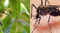  Dengue Remedies: रातभर में ही आपकी प्लेटलेट्स दोगुना कर देंगे ये 5 पत्ते, दोबारा लौटकर नहीं आएगा डेंगू  