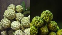  सीताफल खाने का आ गया मौसम, शरीफा खरीदते और स्‍टोर करते हुए इन बातों का रखें ध्‍यान 
