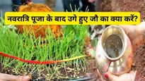 Navratri Puja Jau Ka Kya Kare: नवरात्रि पूजा के बाद उगे हुए जौ का क्या करें?