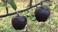 सेब की लग्‍जरी वैरायटी है Black Diamond Apple,  500 रुपए में बिकता है एक सेब, खासियत जान चौंक जाएंगे आप! 