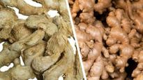 Saunth vs Ginger: सोंठ या अदरक , जानें सर्दियों में क‍िसका सेवन करना है ज्‍यादा फायदेमंद 