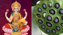  मां लक्ष्मी के प्रिय  कमल गट्टा ब‍िना अधूरी है दिवाली पूजन, इसे खाने से बूस्‍ट होती है फर्टिल‍िटी 