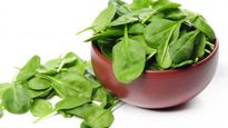 हफ्तों तक ना गलेंगे ना सुखेंगे पालक के पत्ते, Spinach को स्टोर करने के ये 3 तरीके हैं बेस्‍ट 