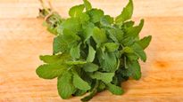  Mint Leaves Benefits: आपके बढ़े हुए तोंद को कम कर सकता है पुदीना, जानें कैसे करता है वेटलॉस 