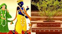 Tulsi Vivah 2023 Kab Hai: 23 या 24 नवंबर? जानें तुलसी विवाह की सही तारीख-मुहूर्त, पूजन विधि के साथ जानें भोग