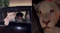 पाक‍िस्‍तान की सड़कों पर कार में घूमता नजर आया शेर का बच्‍चा,  वीडियो हुआ Viral