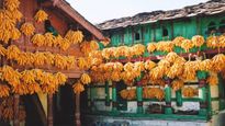 Sainji Village: उत्तराखंड का अनोखा गांव, जहां लोग भुट्टों से सजाते हैं घर-दीवार, वजह है बड़ी निराली  