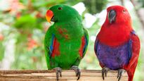National Bird Day 2024: हर साल मनाया जाता है राष्ट्रीय पक्षी दिवस, इस मौके पर जरूर शेयर करें ये चुनिंदा शेर