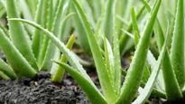 How to Identify Poisonous Aloe Vera : जहरीले एलोवेरा से सावधान! इसे खाने से जा सकती हैं जान, ऐसे करें पहचान
