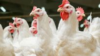 Diseases of Poultry: मुर्गियों को भी होता है सर्दी-जुकाम, जानिए मुर्गी पालने वाले क्‍या करें? 