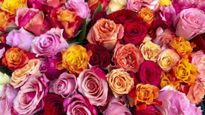 Rose Day 2024: पार्टनर को सॉरी कहना हो या ब्रेकअप करना हो, तो दें इस रंग का गुलाब, क‍िसे देना चाह‍िए कौनसा फूल