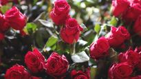 Happy Rose Day 2024 : इस वजह से मनाया जाता है रोज डे? क्‍यों इस द‍िन दिया जाता है गुलाब 