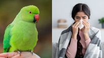  Parrot Fever Outbreak : क्‍या है तोता बुखार, जिससे संक्रम‍ित होने पर गई 5 लोगों की जान 