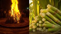 Holi 2024 : होलिका दहन में क्यों गन्ना भूनकर खाया जाता है? धार्मिक और सेहत से जुड़ी है वजह 