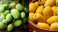  Raw vs Ripe Mango: कच्चा आम या पक्का आम, इस भीषण गर्मी में क्‍या खाना है ज्‍यादा बेहतर? 