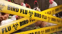 Bird Flu से मेक्सिको में हुई दुनिया के पहले इंसान की मौत, WHO ने की पुष्टि, ये है इसके लक्षण 