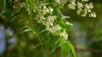 Neem Flower Benefits: डायब‍िटीज और पेट में एसिड  का पक्‍का इलाज है नीम के फूल, खून भी करता है साफ 