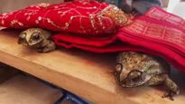Varanasi Frog Wedding: वाराणसी में बारिश के लिए हुई मेंढक-मेंढकी की शादी, जानिए क्या है ये टोटका?