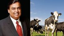 इस  खास नस्‍ल की गाय का दूध पीता है अंबानी परिवार, RO का पानी पीती हैं और AC में हैं सोती 
