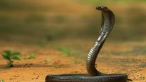 OMG!  यूपी में एक शख्‍स को दो महीने में पांच बार सांप ने डंसा, फ‍िर भी बचा जिंदा, डॉक्टर हैरान