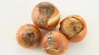 Moldy Onion Side Effect :  काले धब्‍बे वाले प्याज खाना चाहिए या नहीं? खाते हुए आप न करें ये गलती 