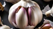  Chinese Garlic: बाजार में बिक रहा लैब में तैयार चायनीज लहसुन, 2014 से है बैन, ऐसे पहचानें
