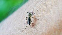 इस देश में नहीं है एक भी मच्‍छर, वैज्ञानिक भी आज तक नहीं सुलझा पाए इसके पीछे का राज 