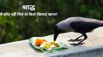 Pitru Paksha 2024: पितृपक्ष में नहीं मिल रहें कौए तो इन जानवरों को खिला सकते है प‍िंड, पितृ नहीं होंगे नाराज  