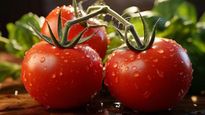  Desi vs Hybrid Tomato: हाइब्रिड और देसी टमाटर क्‍या खाना है सही? ये है दोनों में अंतर 