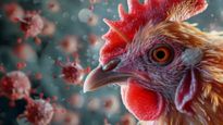 H5 Bird Flu : इस देश में इंसान में म‍िला H5 बर्ड फ्लू , जानिए कितना खतरनाक है ये? 