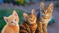  Bird Flu in Cats : आपकी पालतू बिल्ली भी आपको दे सकती हैं ये गंभीर बीमारी, जानें क्‍या है मामला? 