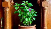 Tulsi Plant Gift: क्या तुलसी का पौधा गिफ्ट या दान में देना सही है?