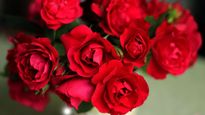  Rose Day 2025 : लाल गुलाब देकर ही क्यों क‍िया जाता प्‍यार का इजहार, बहुत दिलचस्‍प है इसके पीछे की कहानी