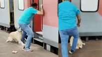  Dog Viral Video: पालतू कुत्ते को चलती ट्रेन पर चढ़ा रहा था शख्स, हुआ कुछ ऐसा वीड‍ियो देख  कांप जाएगा कलेजा 