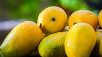 Mango Shayari : आम है पर खास है.... इस मैंगो सीजन पर शेयर करें दिल छू लेने वाली शायरियां