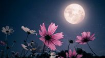 Flower Moon 2025 : बुद्ध पूर्णिमा पर आसमान में दिखेगा फ्लावर मून, जानिए इस दिन फूल और चंद्रमा का क्नेक्शन 